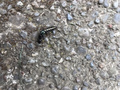 Thyreocephalus orthodoxus