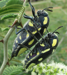 Sternocera orissa orissa