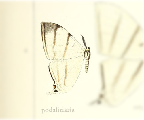 Therinia podaliriaria