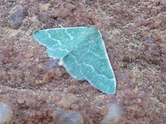 Hemidromodes robusta