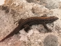 Gallotia galloti galloti