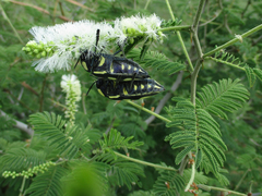 Sternocera orissa orissa