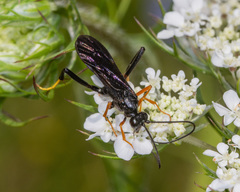 Exetastes fornicator nervulus