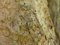 Microcalicium disseminatum