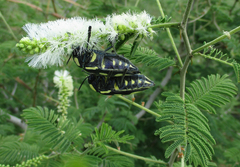 Sternocera orissa orissa