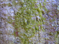 Chaenotheca chrysocephala
