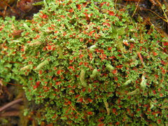 Cladonia norvegica