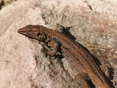 Gallotia galloti galloti