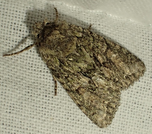 Brindled Green, De Zump, Culemborg, Gelderland, NL, photo 9 of 10