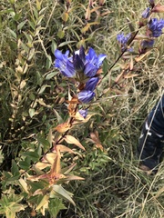 Gentiana spathacea