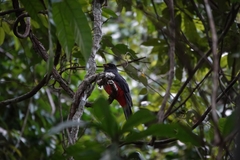 Trogon melanurus