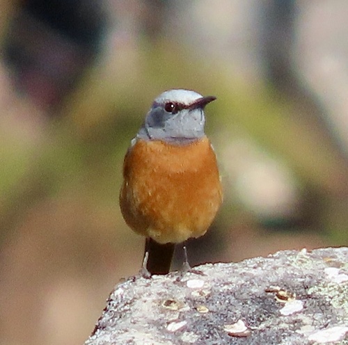 Short-toed Rock Thrush (Monticola brevipes), photo 6