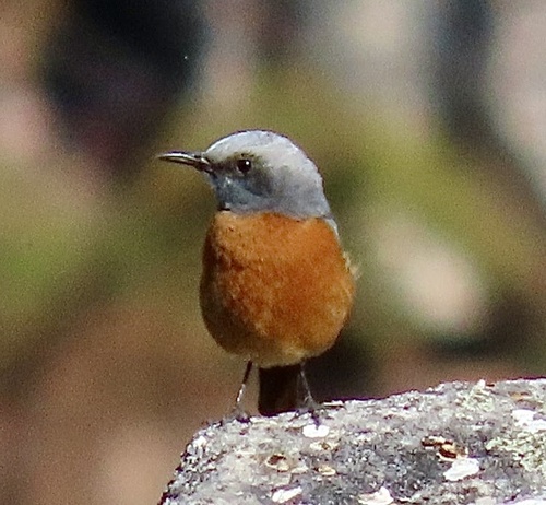 Short-toed Rock Thrush (Monticola brevipes), photo 5