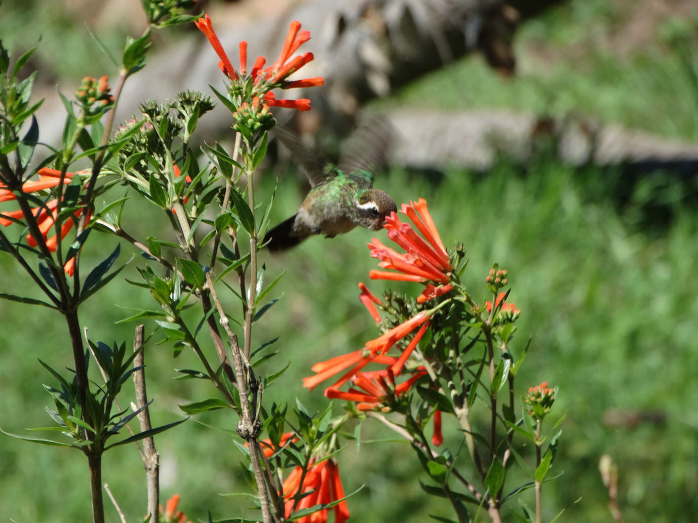 White-eared Hummingbird illustration