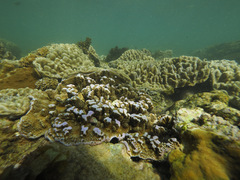 Montipora confusa