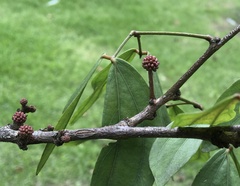 Calliandra trinervia