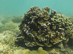 Montipora confusa
