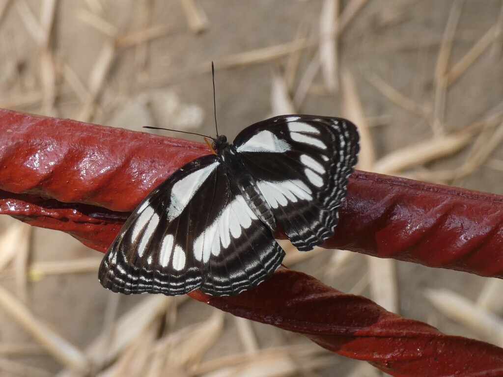 Neptis jamesoni