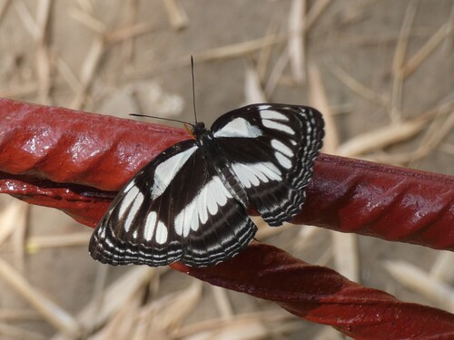 Neptis jamesoni