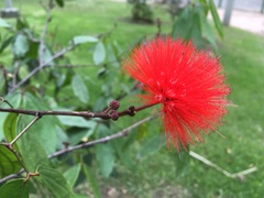 Calliandra trinervia