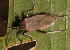 Largus longulus