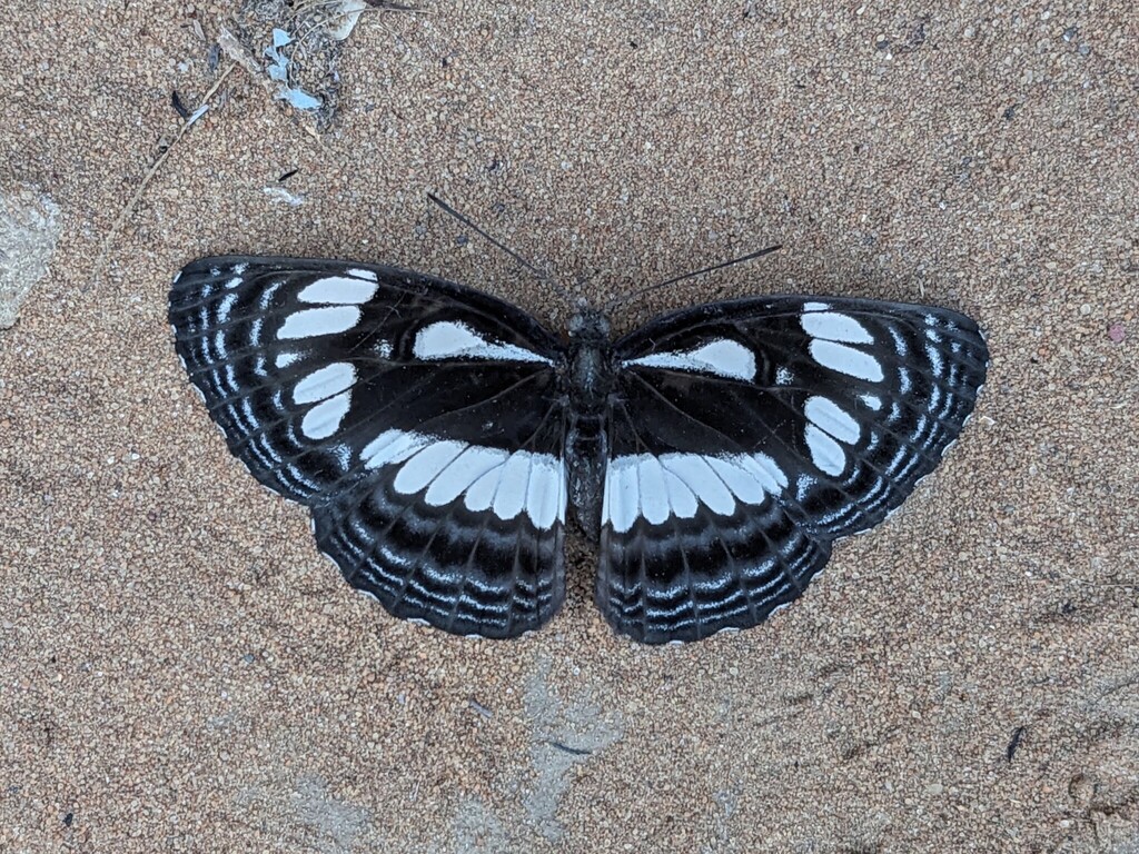Neptis lermanni