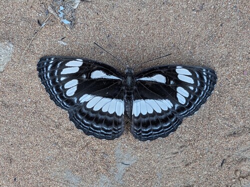 Neptis lermanni