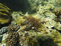 Acanthaster planci