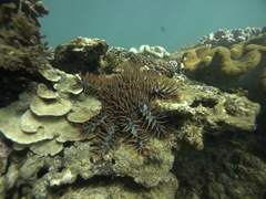 Acanthaster planci