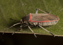 Largus longulus