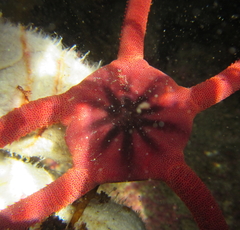 Ophiopsammus maculata