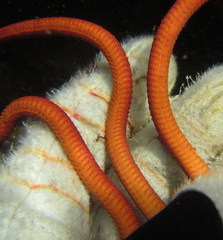 Ophiopsammus maculata