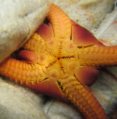 Ophiopsammus maculata