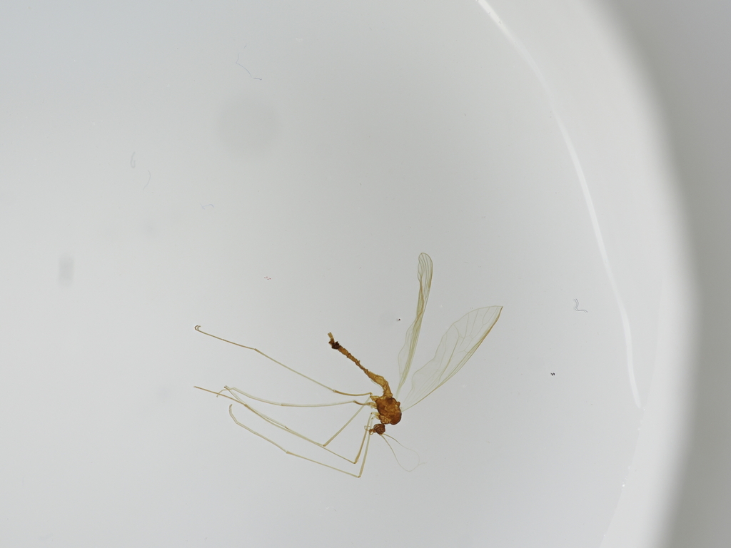 Trichocera parva