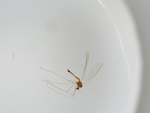 Trichocera parva