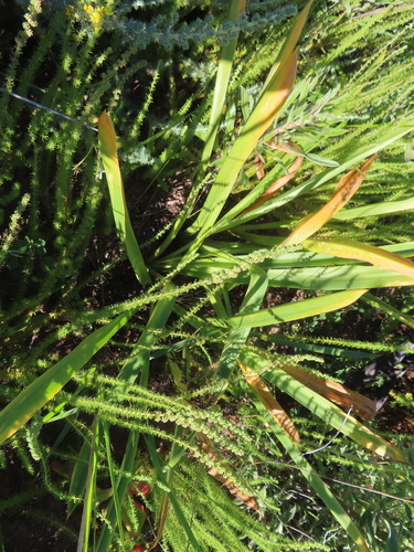 Drimia elata