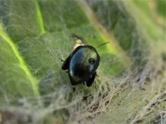 Psylliodes chalcomera