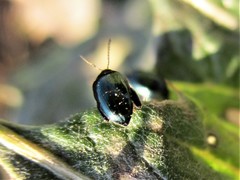 Psylliodes chalcomera