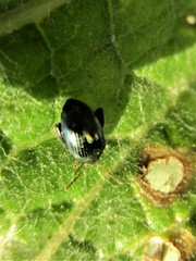 Psylliodes chalcomera