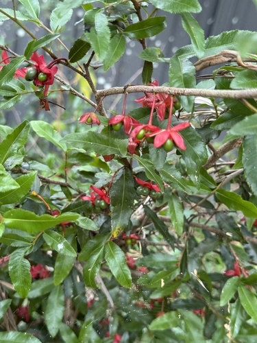 Ochna serrulata