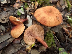 Lactarius atlanticus