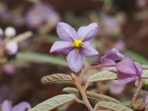 Hillside Fire-bush (Seringia collina)