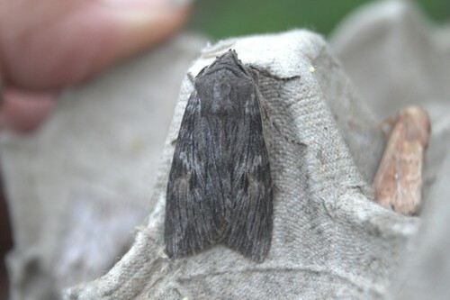 Ash Shoulder-knot