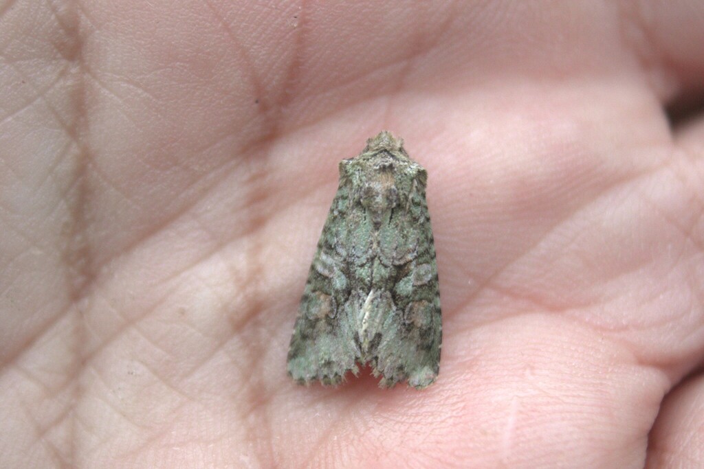 Dryobotodes carbonis