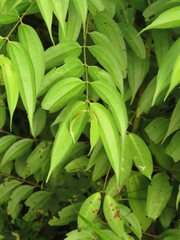 Miconia minutiflora