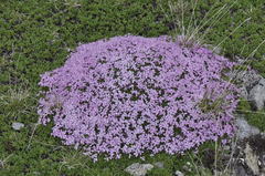 Silene acaulis exscapa