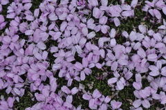 Silene acaulis exscapa