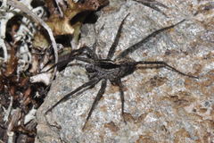 Pardosa blanda