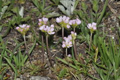 Androsace adfinis