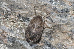 Sciocoris microphthalmus